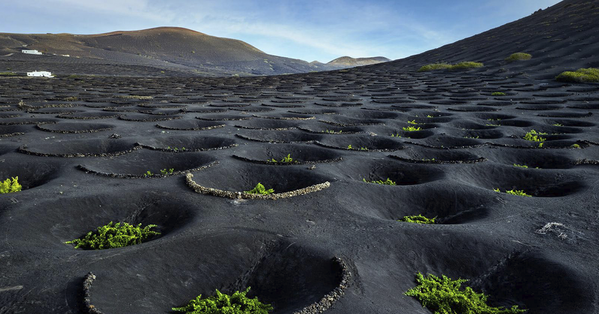 Viñedos volcánicos de Lanzarote — suelo de picón negro único en el mundo