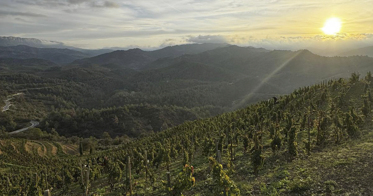 Terrazas de pizarra del Priorat — el llicorella único en el mundo