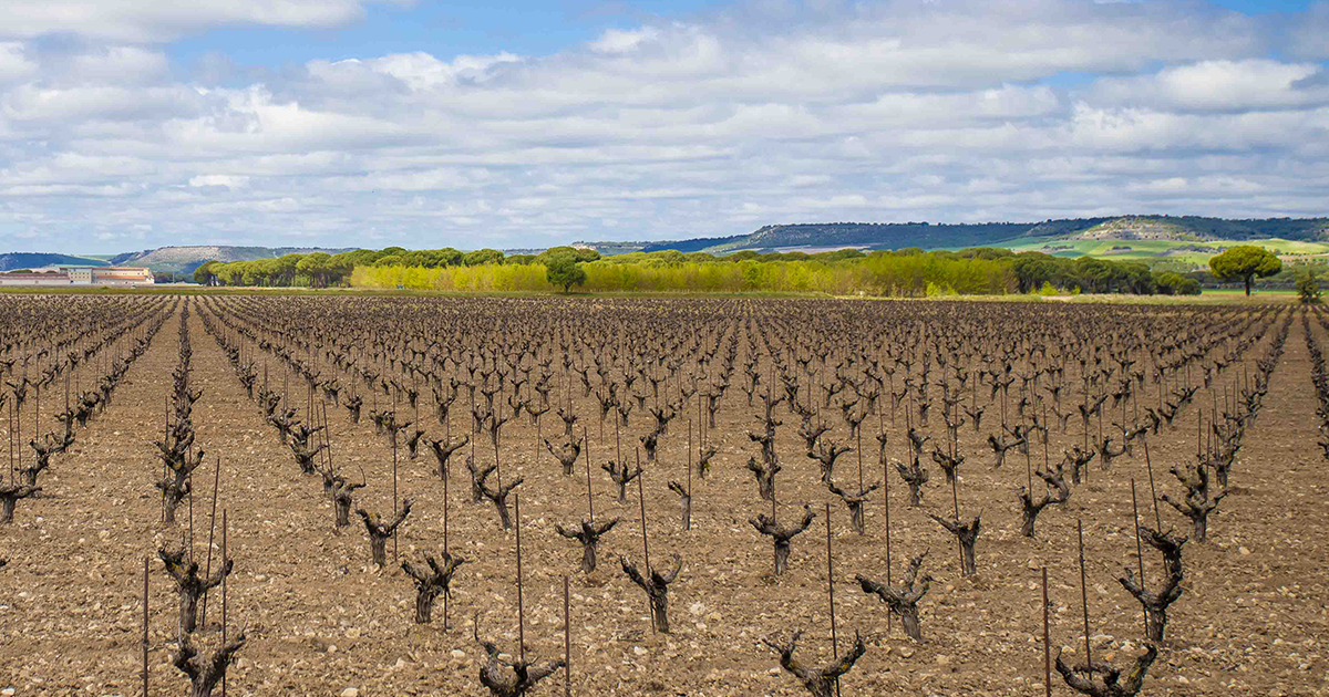Meseta de Ribera del Duero — viñedos en la llanura castellana