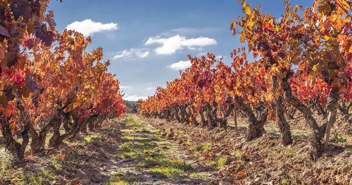 Viñedos de La Rioja en otoño — colinas y tradición centenaria