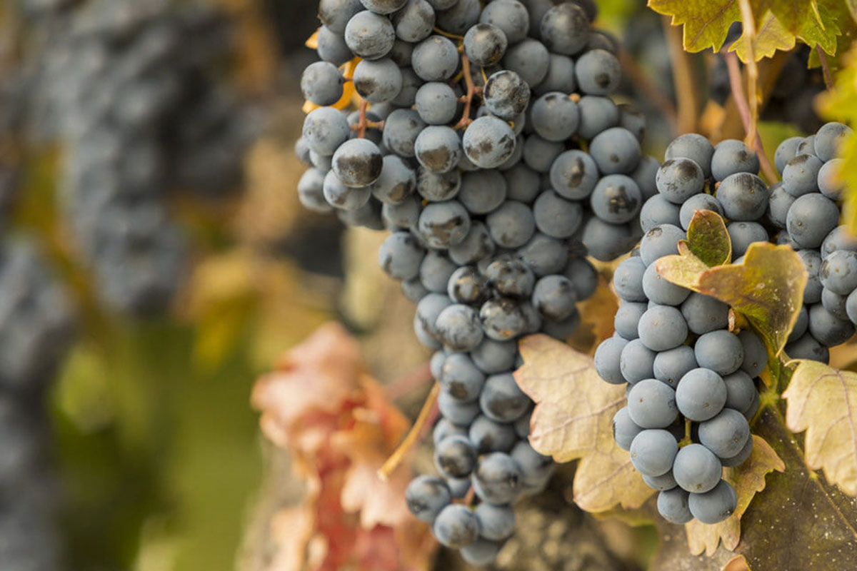 Racimo de uvas